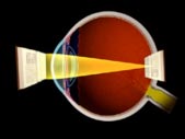 Normal eye refraction